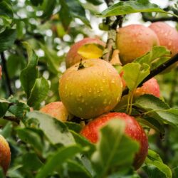 apple, apple tree, fruits